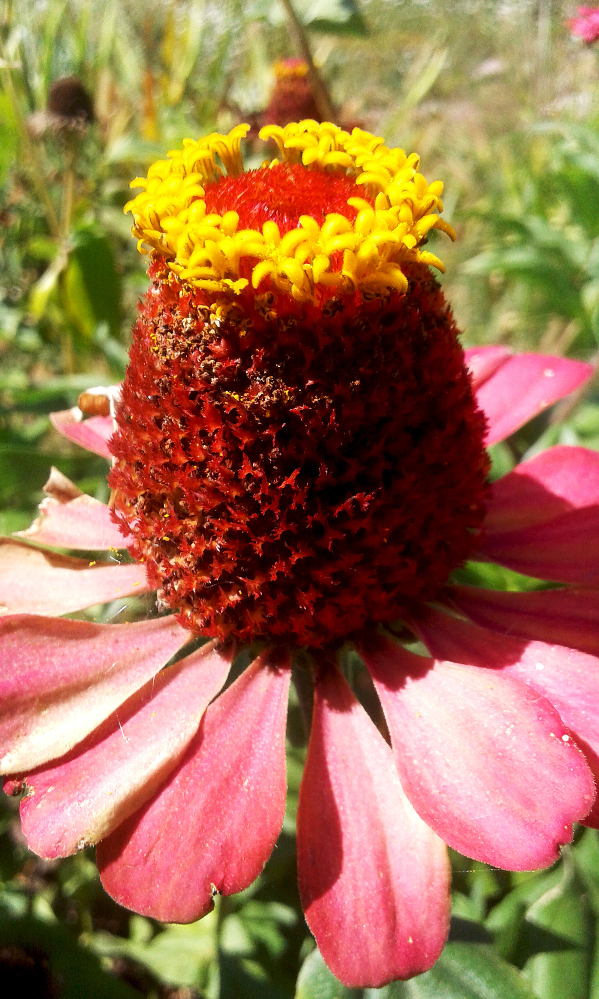 Samsung Galaxy Grand Neo sample photo. 20140905_133258.jpg photography