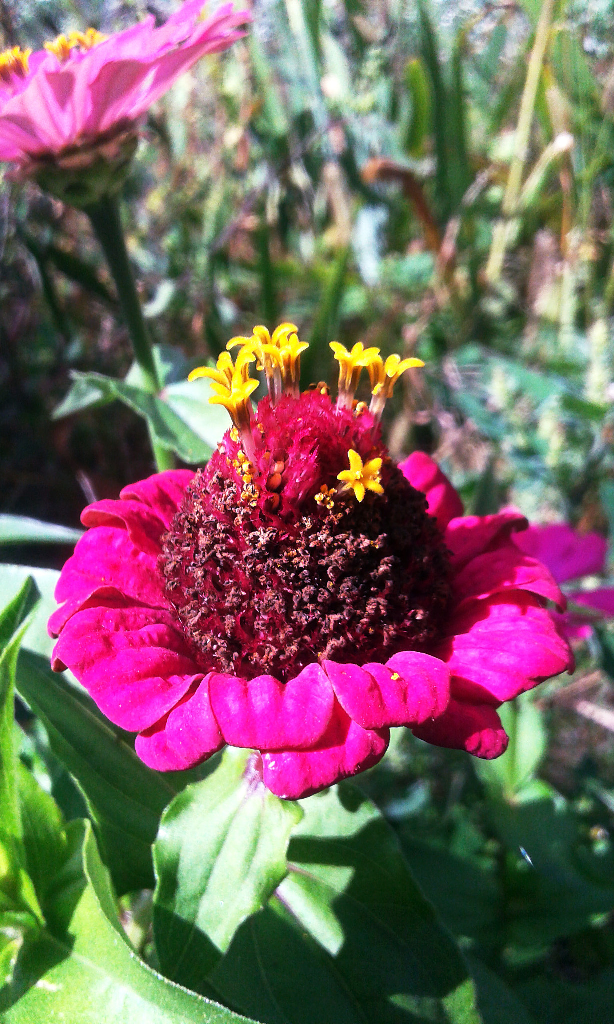 Samsung Galaxy Grand Neo sample photo. 20140905_132914.jpg photography