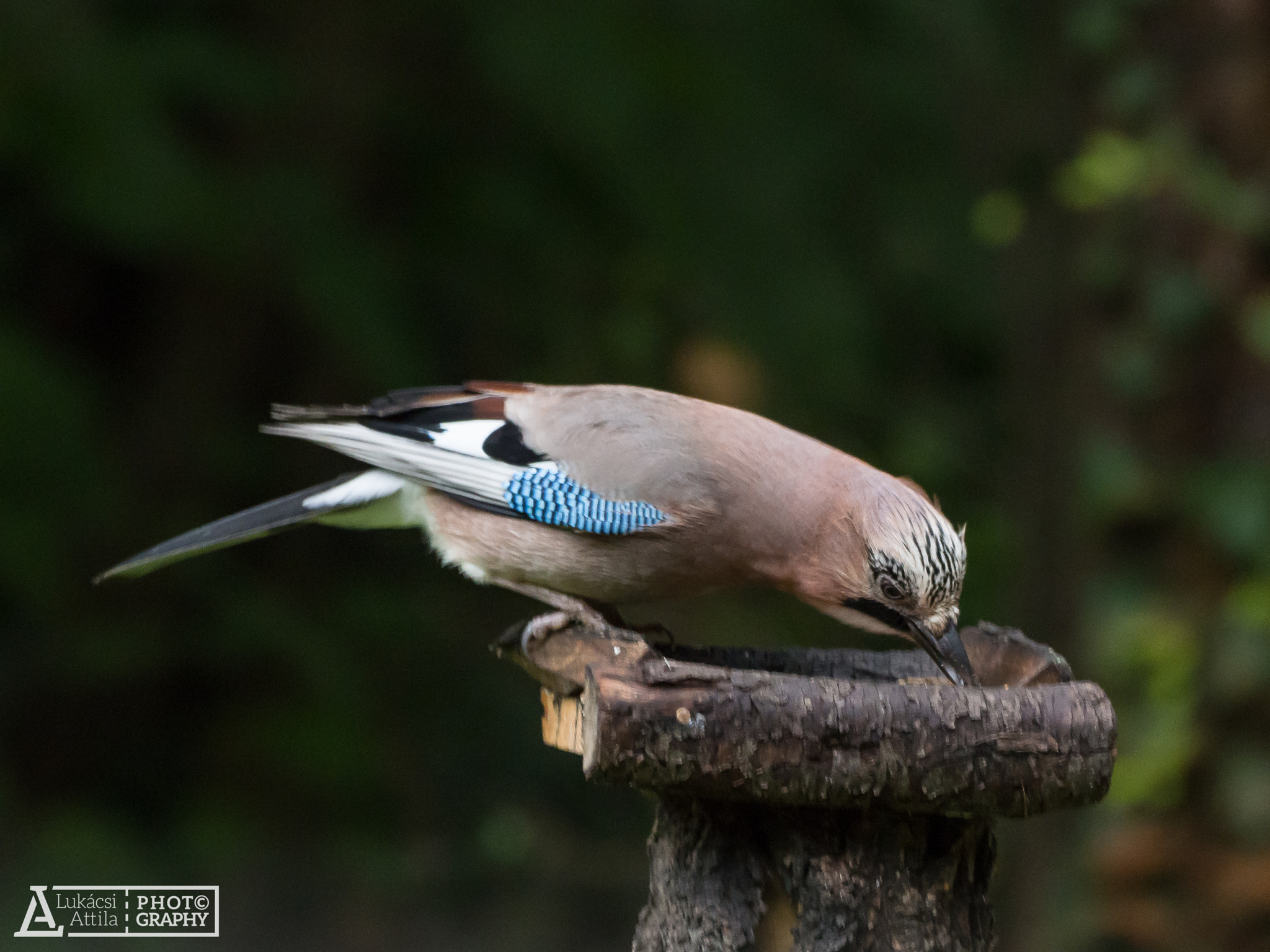 Olympus Zuiko Digital ED 70-300mm F4.0-5.6 sample photo. Eurasian jay photography