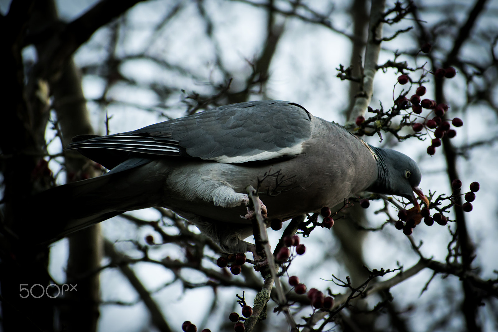 Nikon D5300 + Sigma 70-300mm F4-5.6 DG OS sample photo. Berry photography