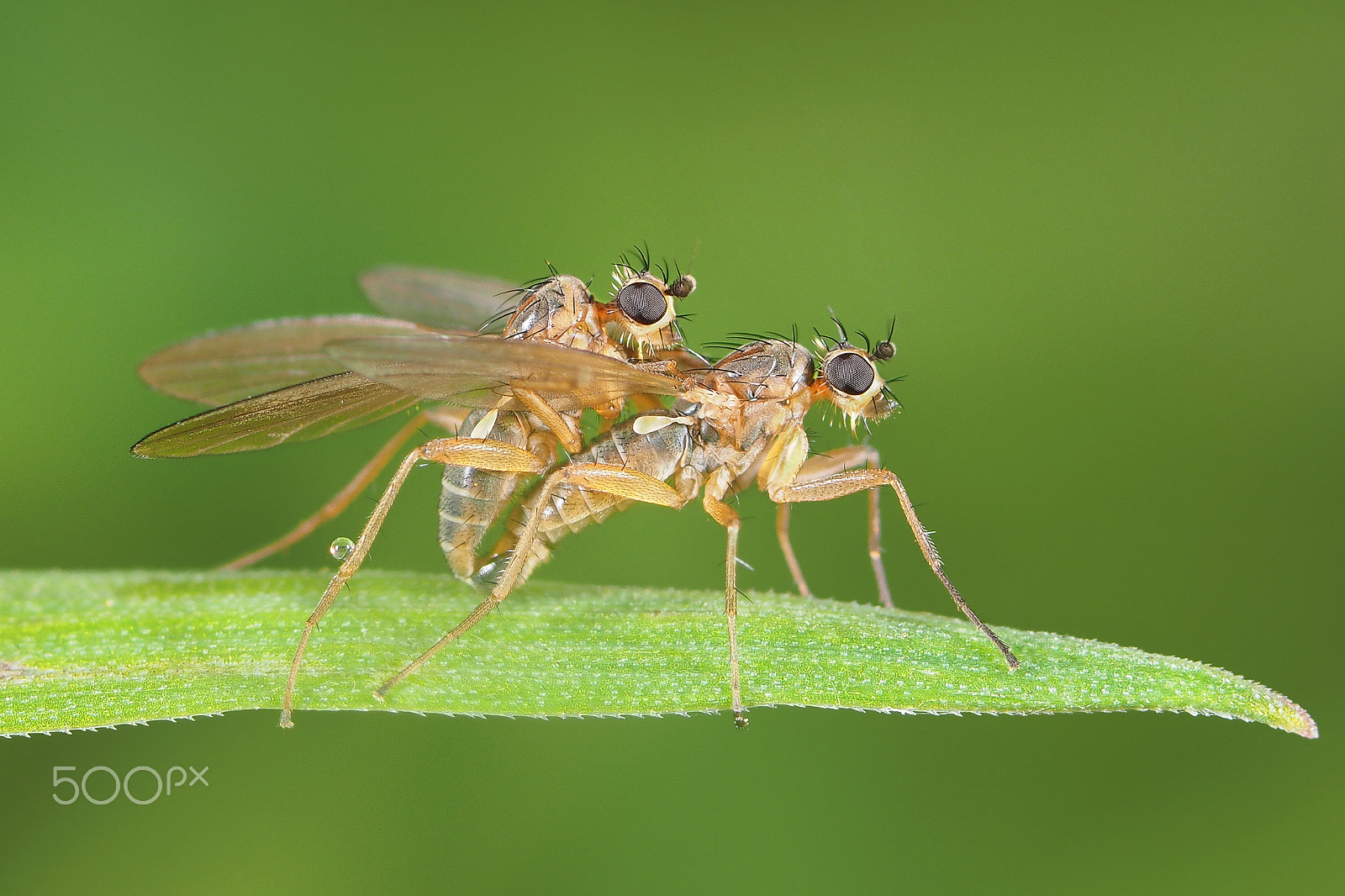 Olympus OM-D E-M1 sample photo. Flies photography