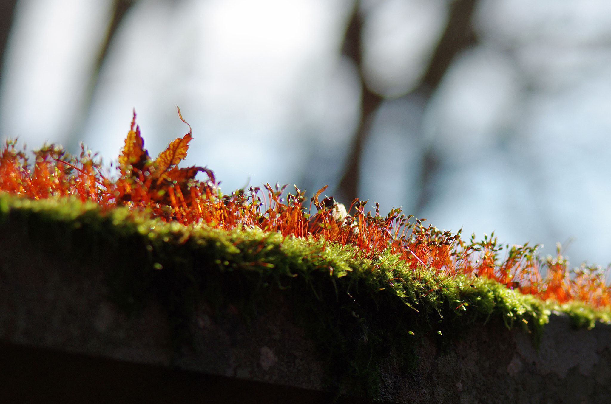 Pentax K-5 II + smc PENTAX-FA 80-320mm F4.5-5.6 sample photo. Moss photography