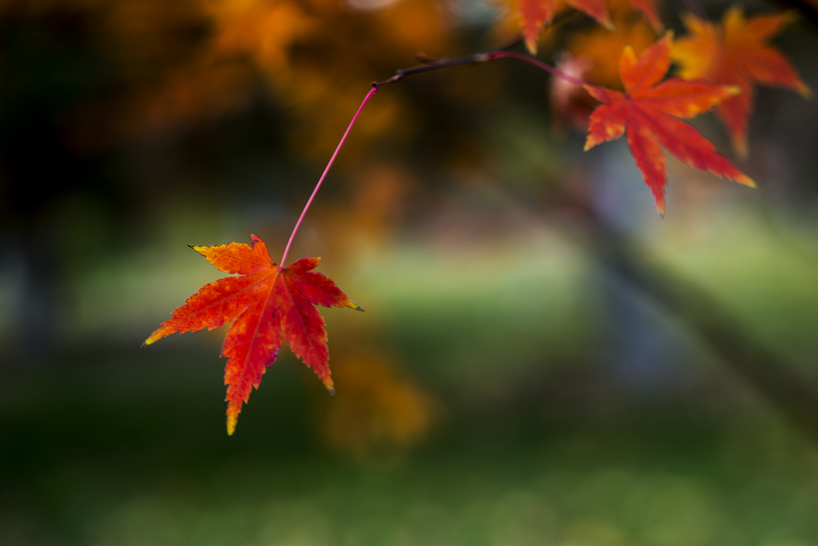 Nikon D800E + ZEISS Makro-Planar T* 50mm F2 sample photo. 无题 photography