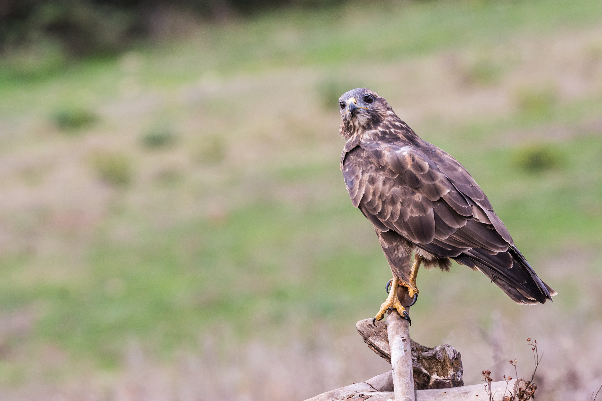 Sony ILCA-77M2 + Sony 300mm F2.8 G SSM II sample photo. Buteo buteo photography