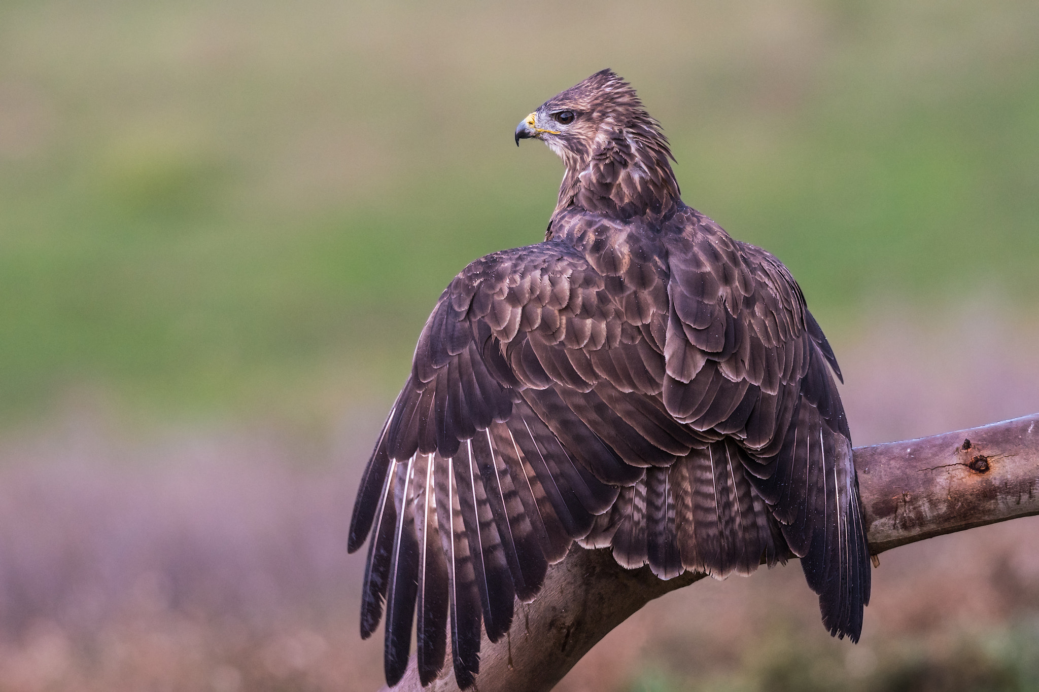 Sony ILCA-77M2 sample photo. Buteo buteo photography