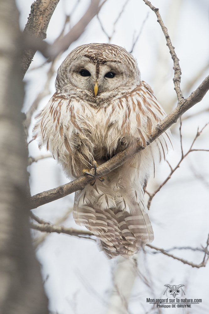 Canon EF 500mm F4L IS USM sample photo. Boule de plumes !! photography