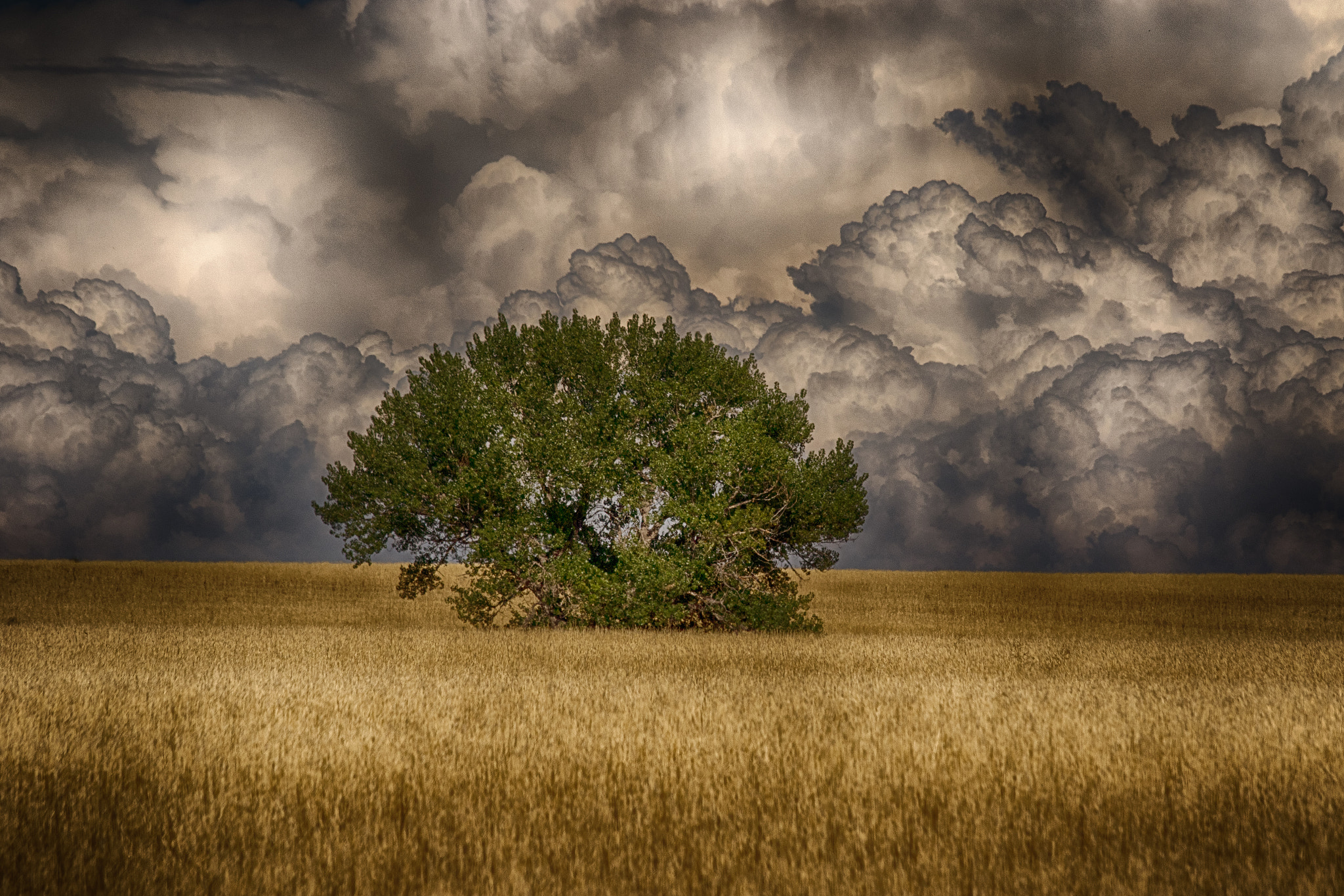 Canon EF 70-300mm F4-5.6 IS USM sample photo. Shelter from the storm photography