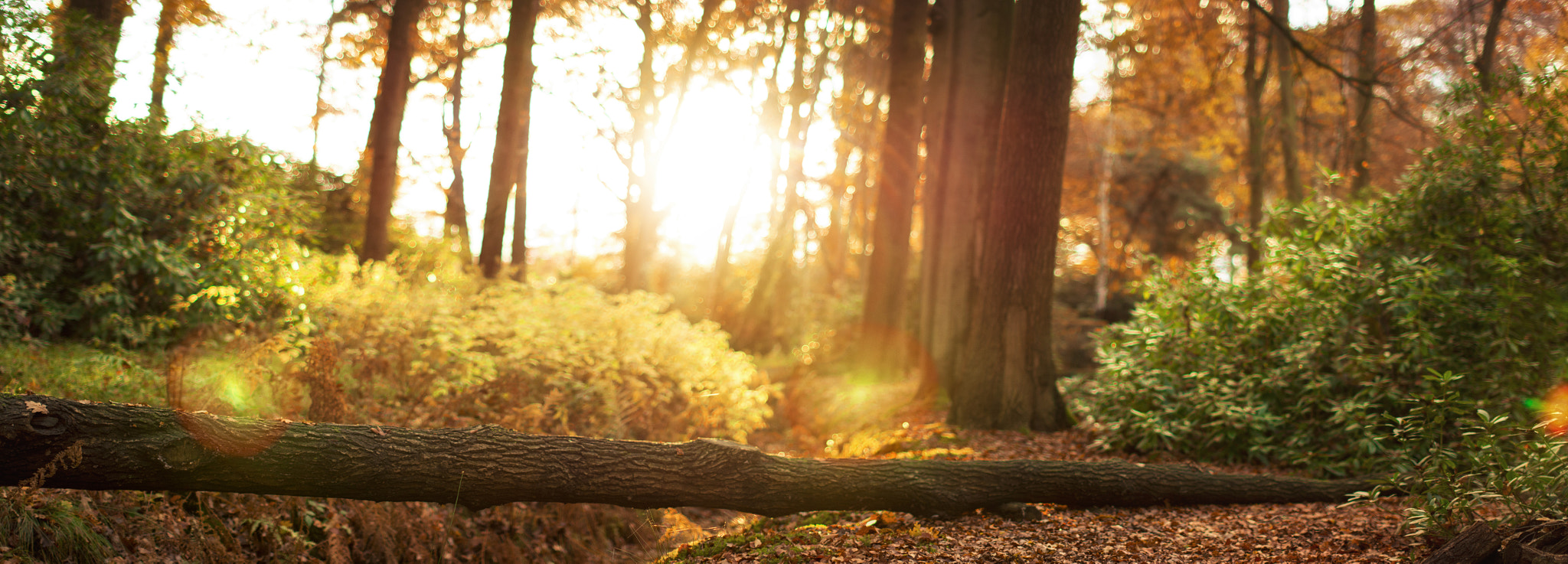 Nikon D5200 + Sigma 50mm F1.4 EX DG HSM sample photo. Vordensteinorama photography