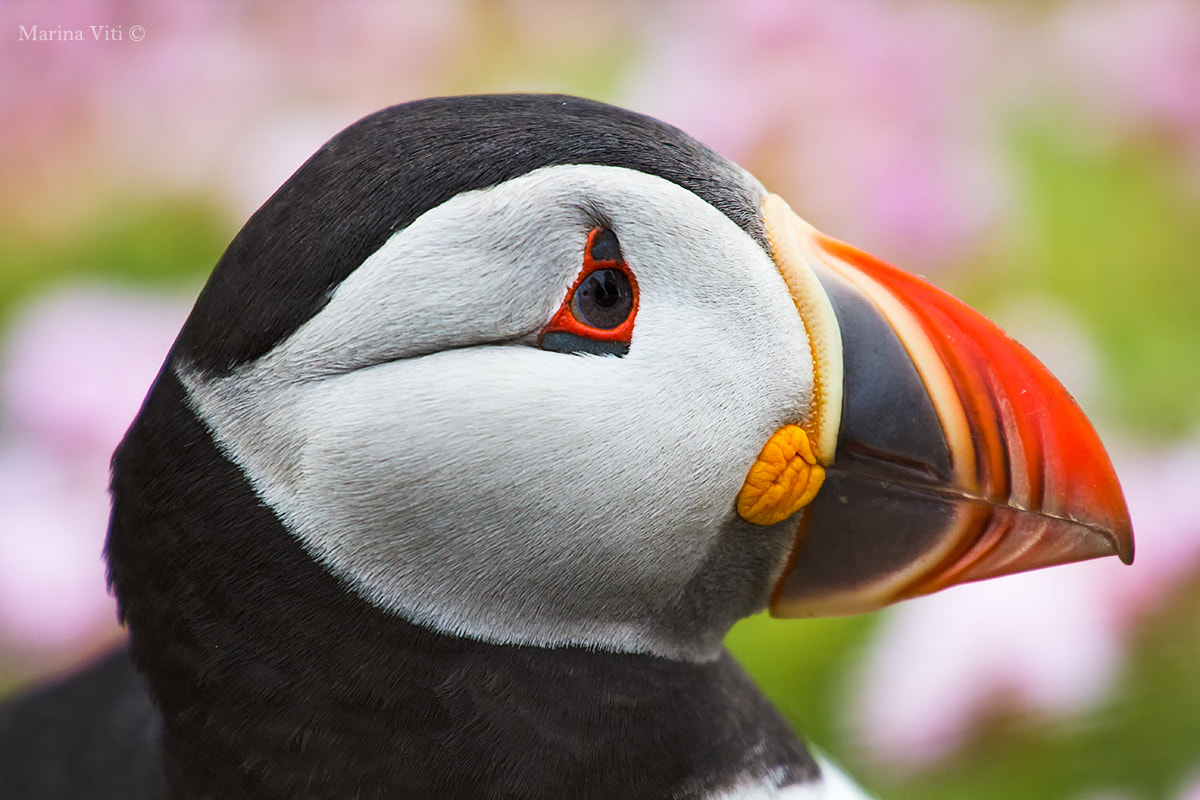 Canon EF 70-200mm F4L USM sample photo. Puffin profile photography