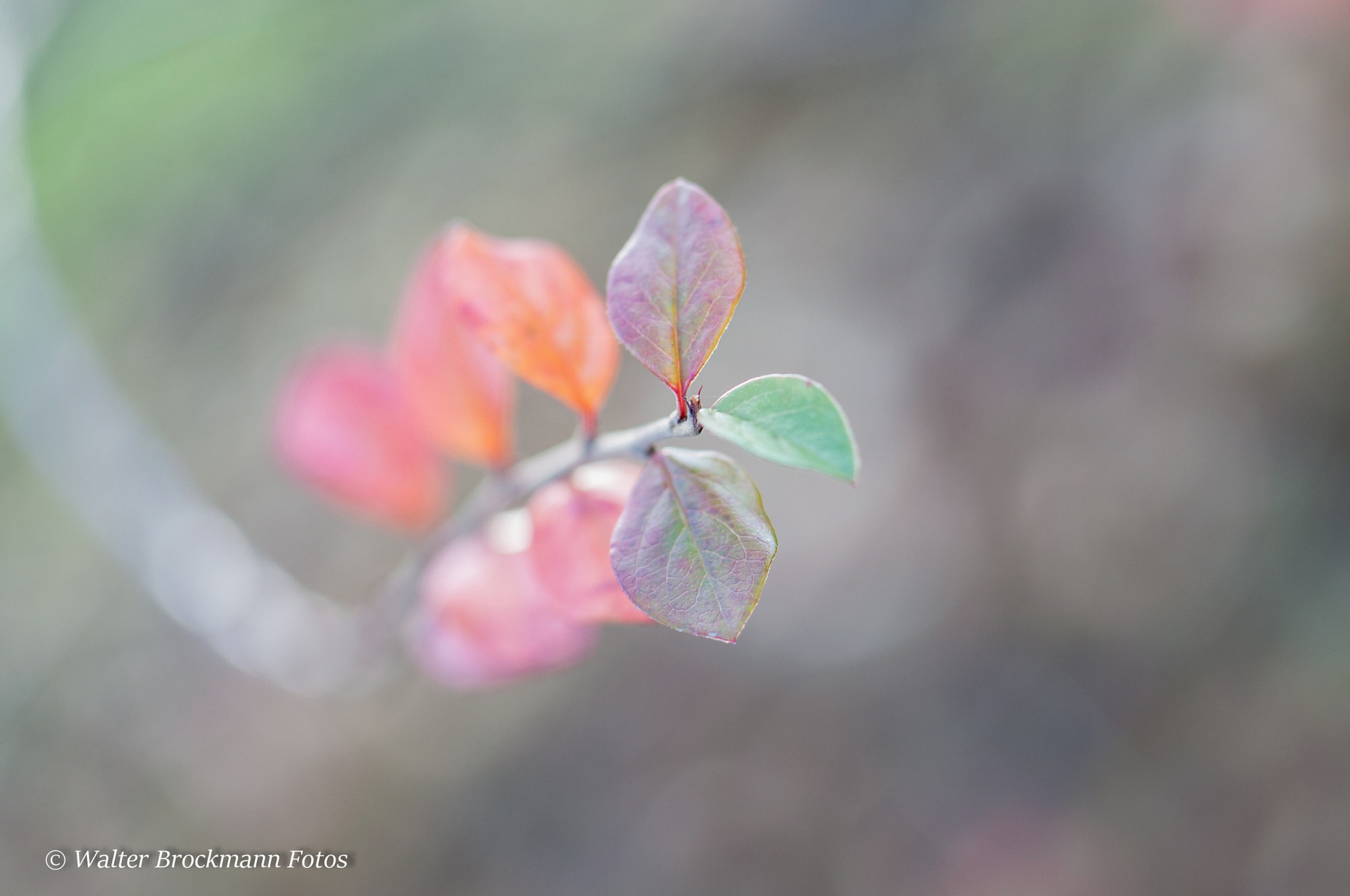 Nikon D5000 sample photo. Tamron 60mm 2.0 macro photography