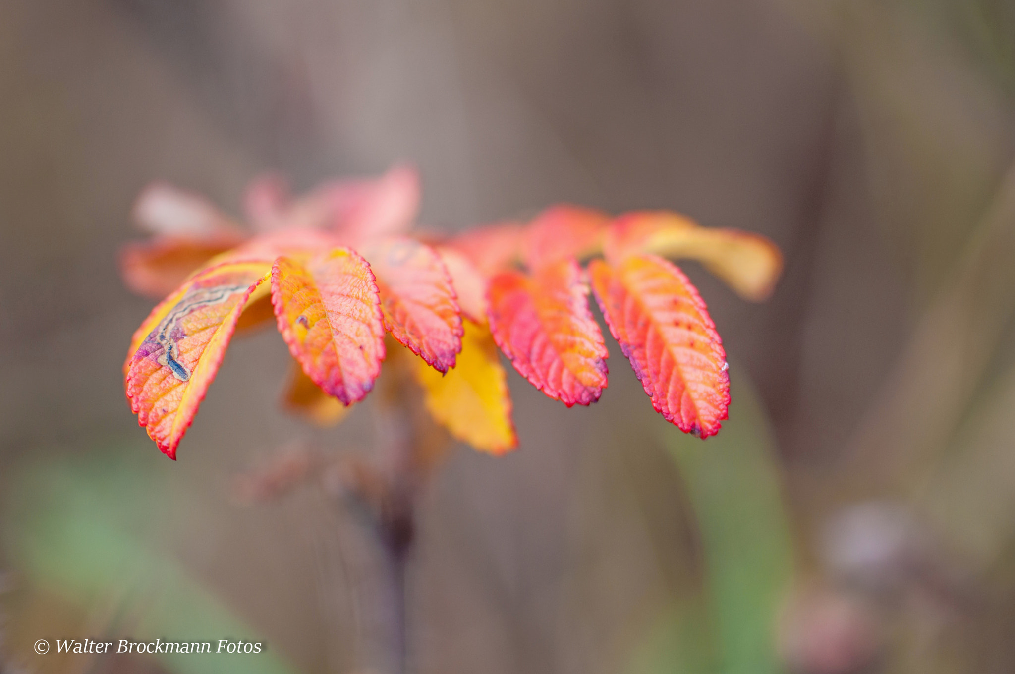 Nikon D5000 sample photo. Tamron 60mm 2.0 macro photography