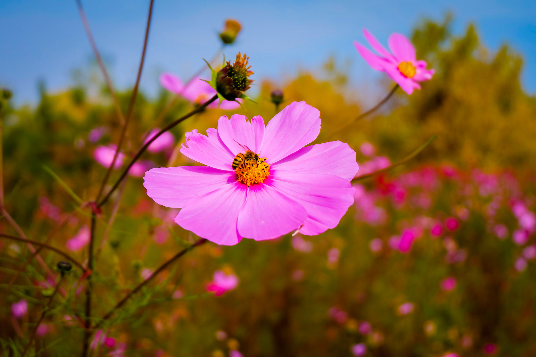 Fujifilm X-A1 sample photo. Bee photography