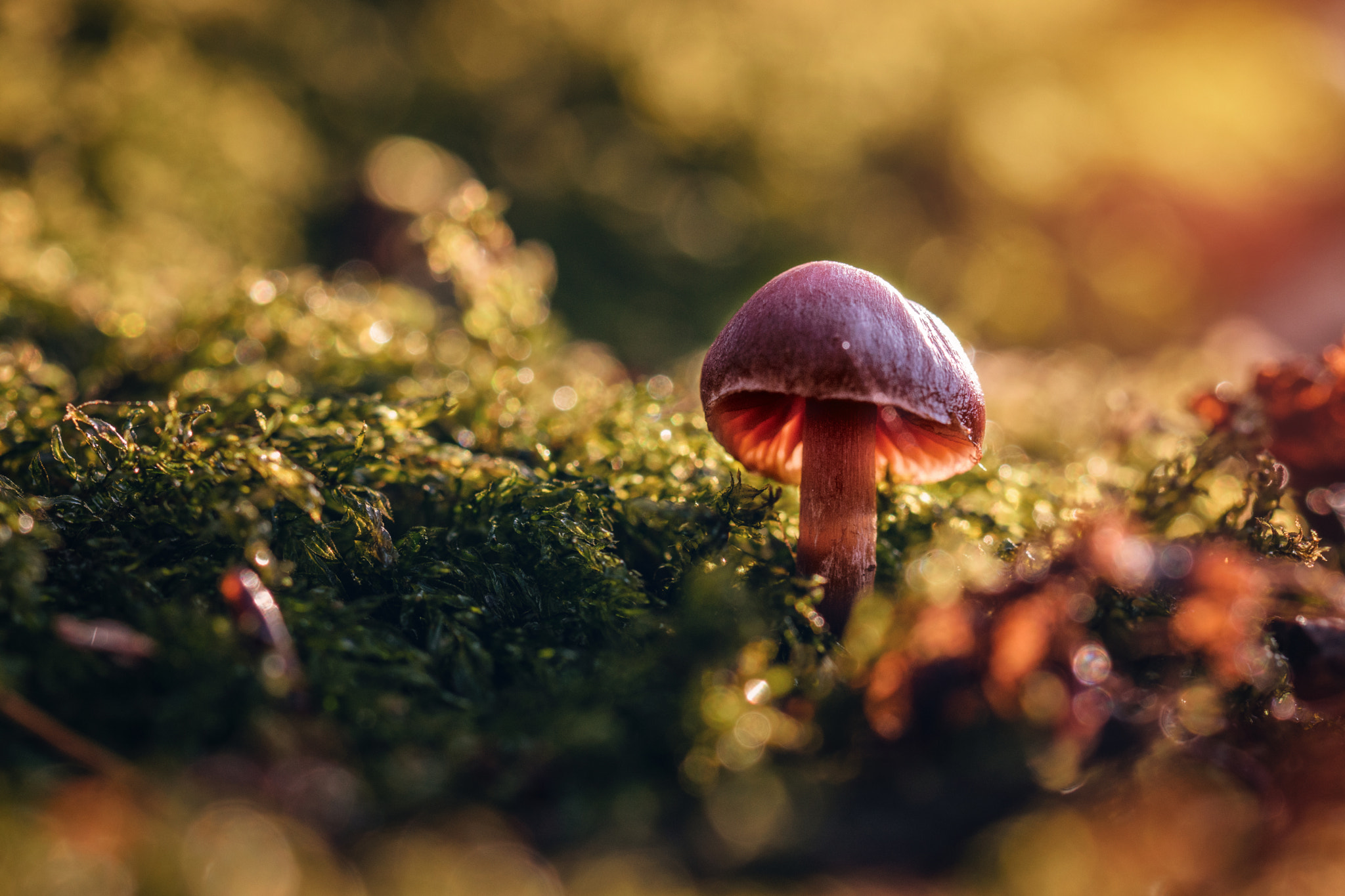 Nikon D5300 sample photo. Little mushroom photography