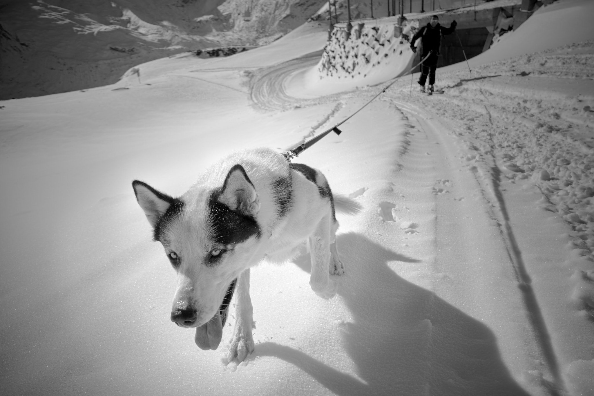 Fujifilm X-Pro1 sample photo. Dog in mountain photography