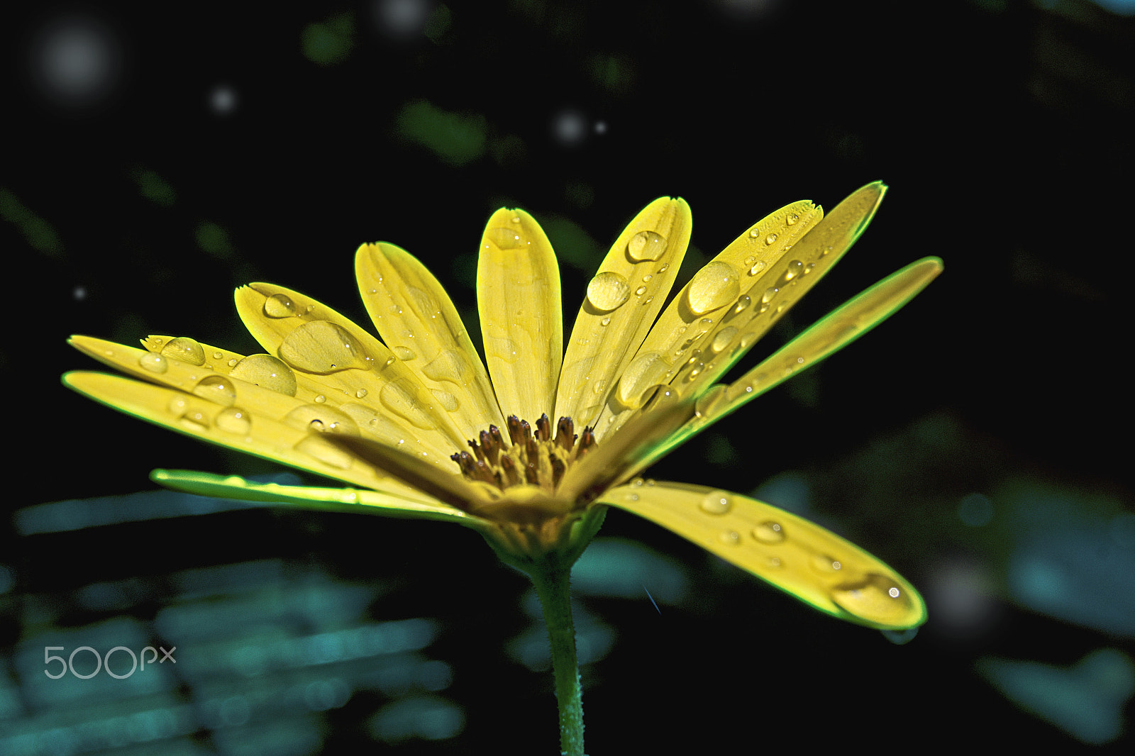 Sony Alpha DSLR-A500 sample photo. Water drops on a yellow flower photography