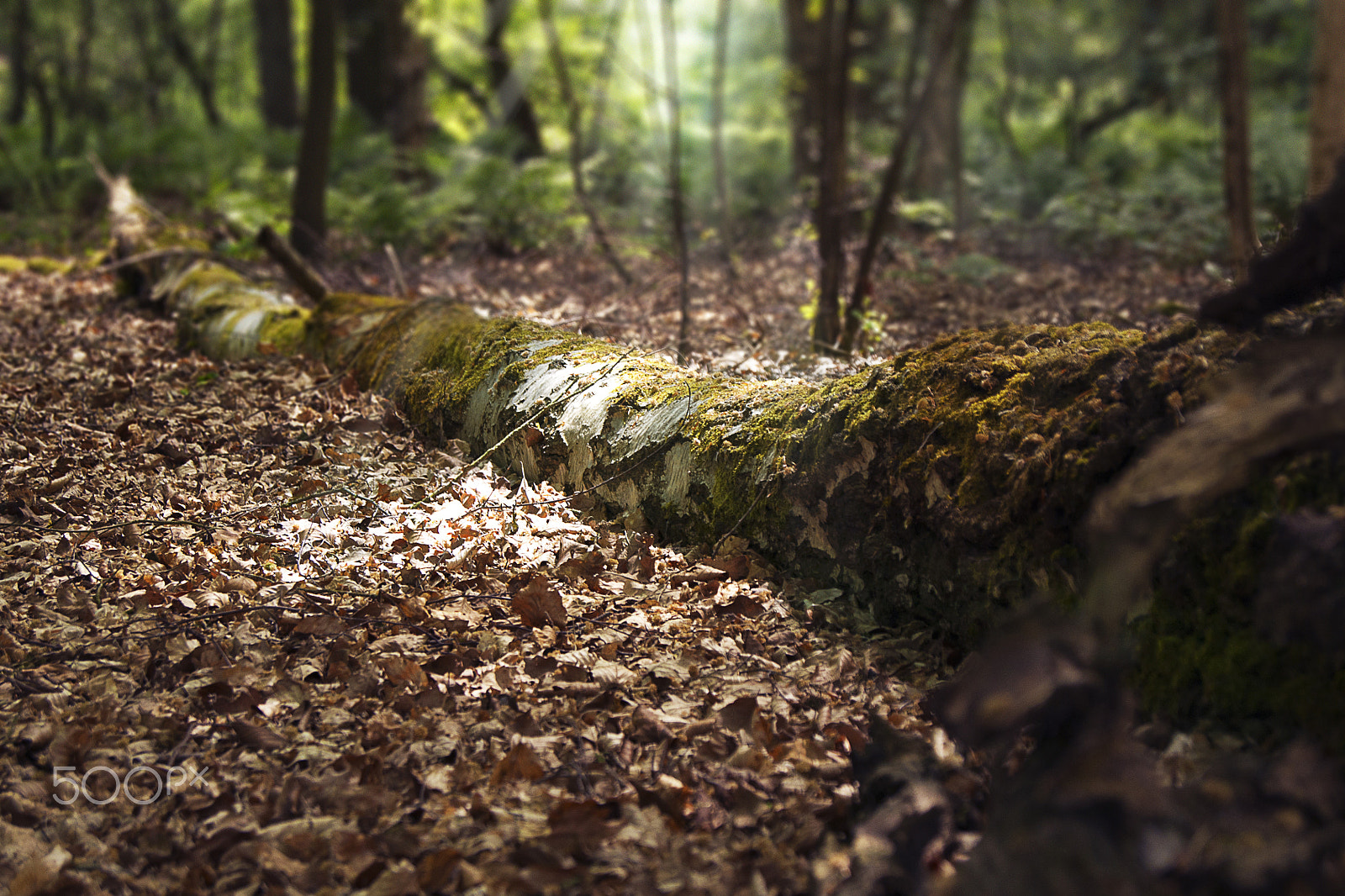 Sony Alpha DSLR-A500 sample photo. Dead tree lying in the woods photography