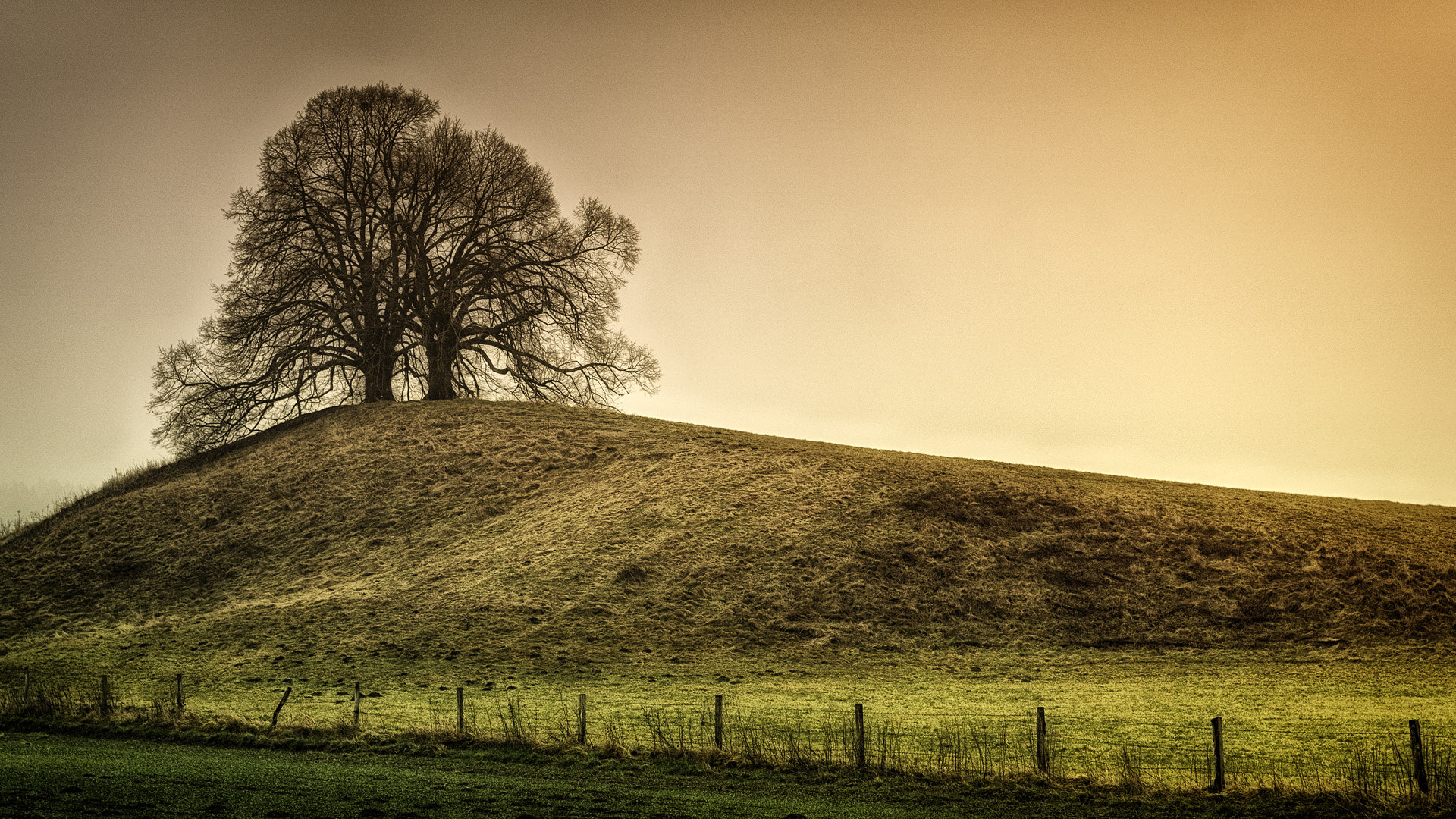 Sony a7 sample photo. The tree photography