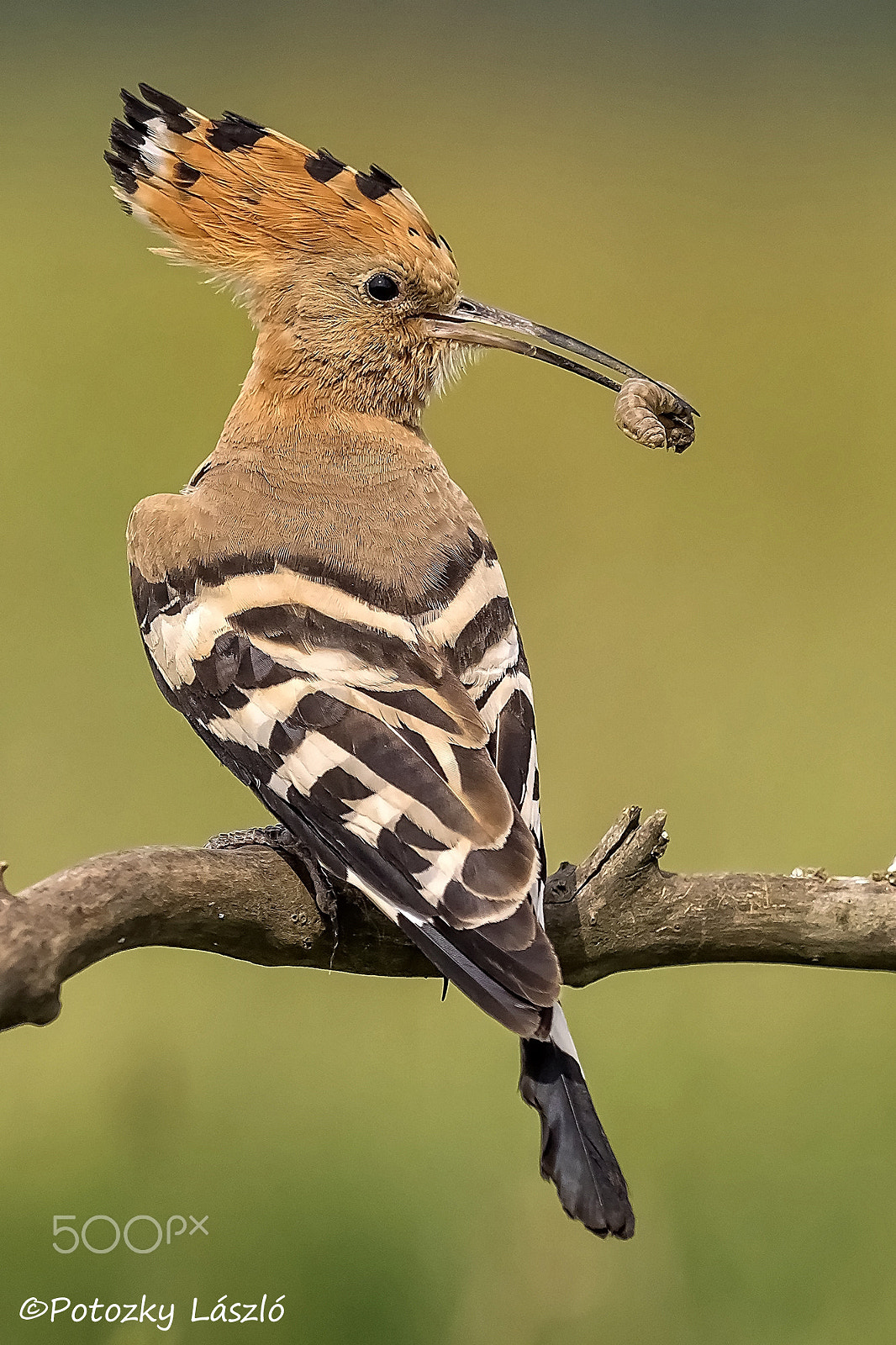 Olympus OM-D E-M1 sample photo. Hoopoe photography