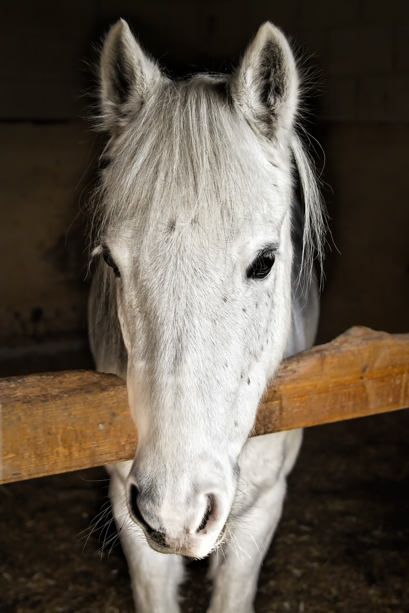 Canon EOS 550D (EOS Rebel T2i / EOS Kiss X4) sample photo. Alfie photography