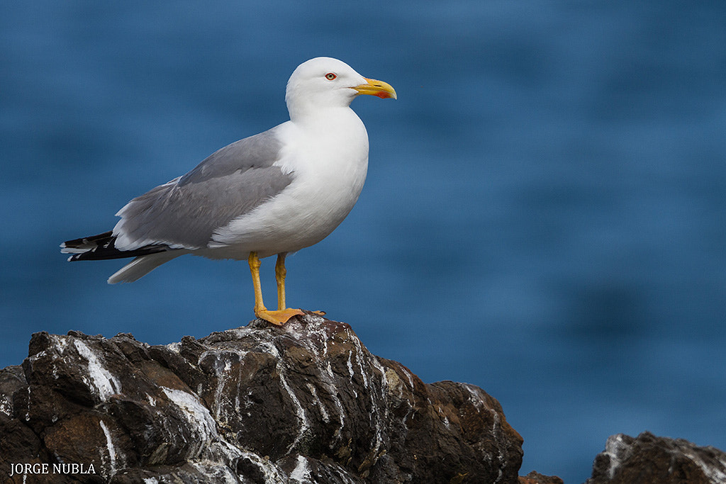 Canon EF 500mm F4L IS II USM sample photo. Gaviota patiamarilla (larus michahellis). photography