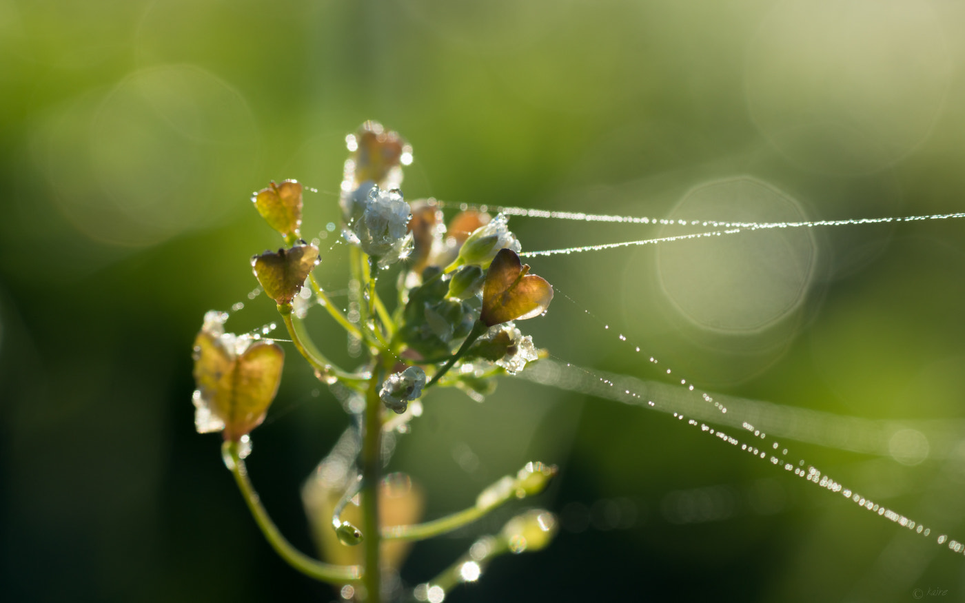 Tamron AF 55-200mm F4-5.6 Di II LD Macro sample photo. Playing with the strings in foggy morning. :) photography