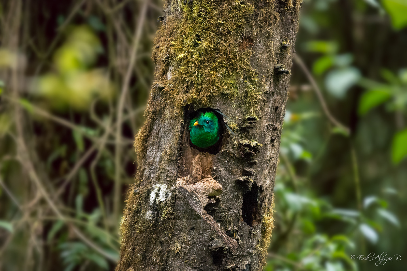 Sigma 120-400mm F4.5-5.6 DG OS HSM sample photo. Resplendent quetzal photography