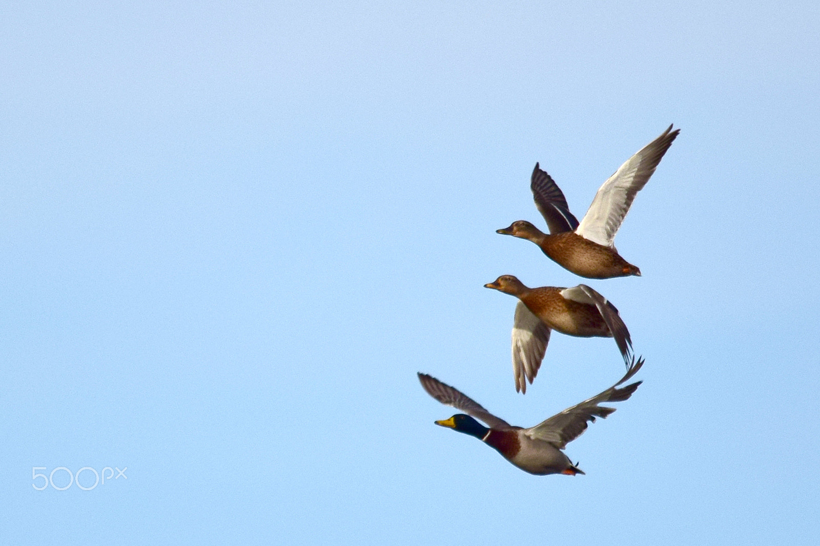 Sigma 150-500mm F5-6.3 DG OS HSM sample photo. Trio photography