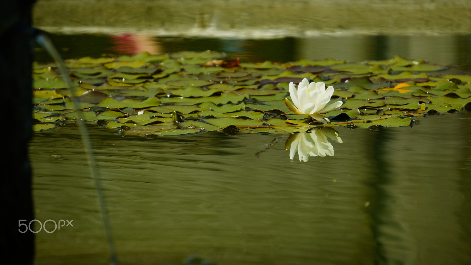 Sony E 55-210mm F4.5-6.3 OSS sample photo. White waterlilly photography