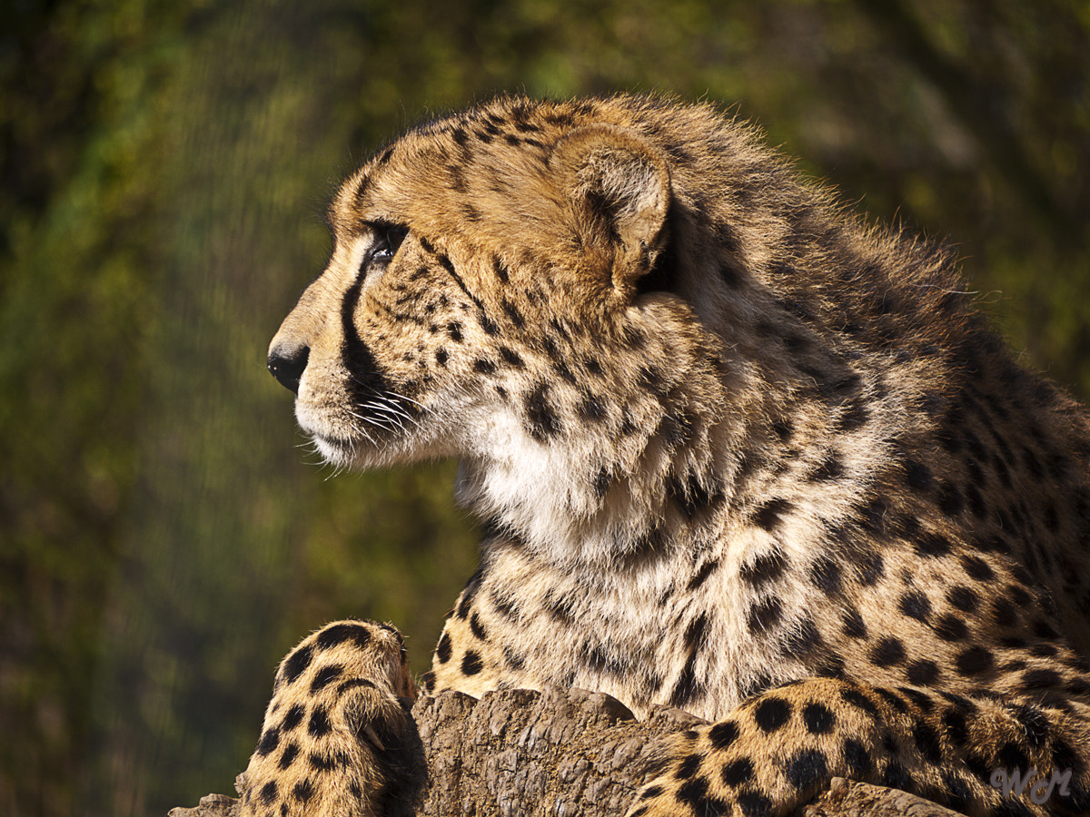 Panasonic Lumix G Vario 45-200mm F4-5.6 OIS sample photo. Gepard photography
