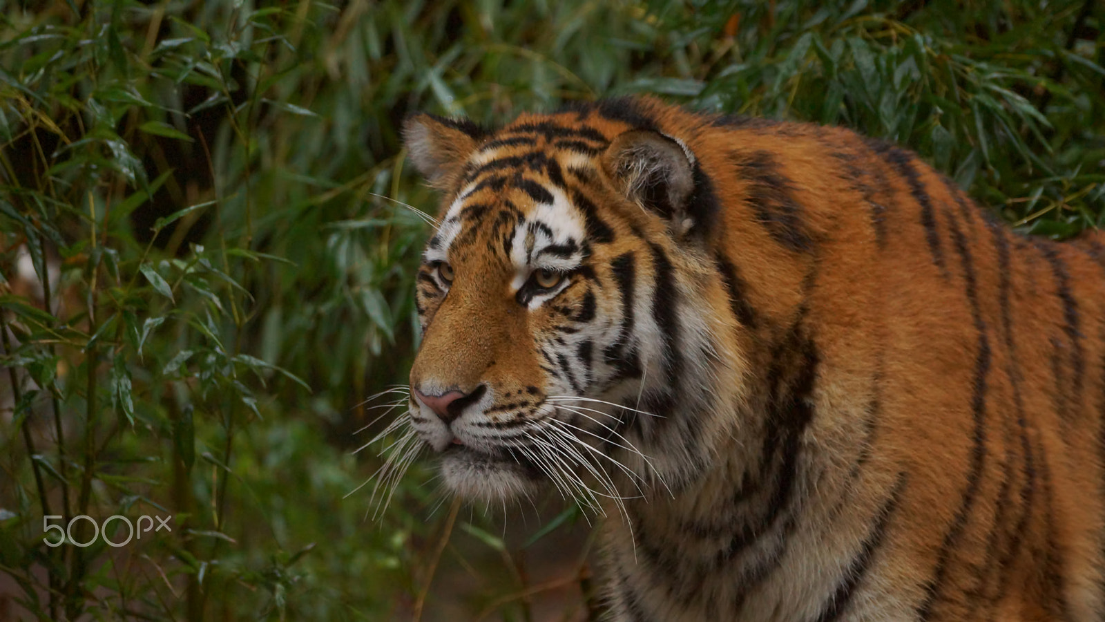 Sony 70-300mm F4.5-5.6 G SSM sample photo. Volodya photography