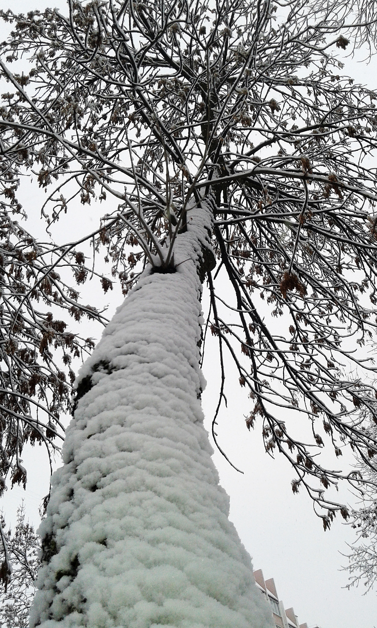 Samsung Galaxy Grand Neo sample photo. 20141212_100318.jpg photography