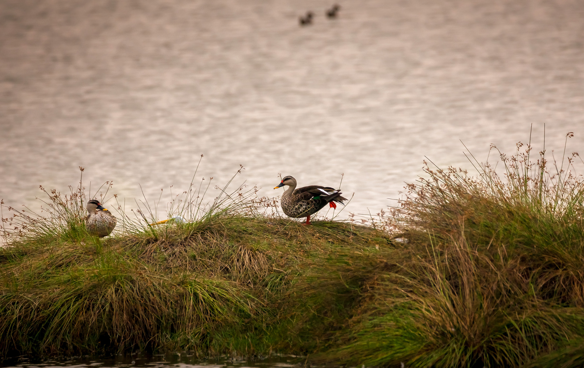 150-600mm F5-6.3 DG OS HSM | Contemporary 015 sample photo. Duck photography