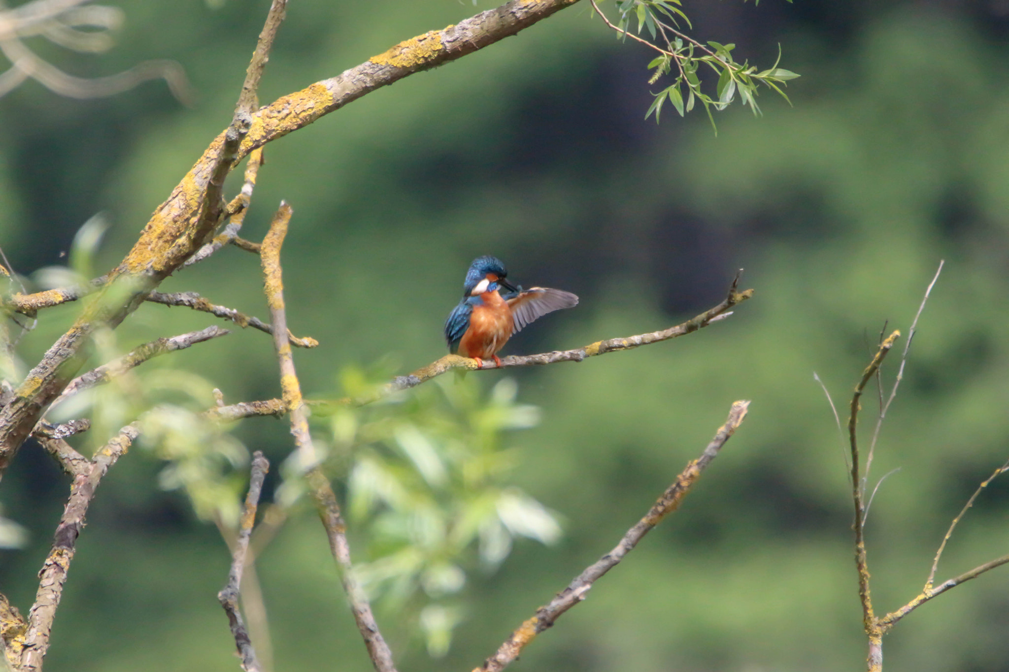 Sigma 150-600mm F5-6.3 DG OS HSM | S sample photo. Common kingfisher photography