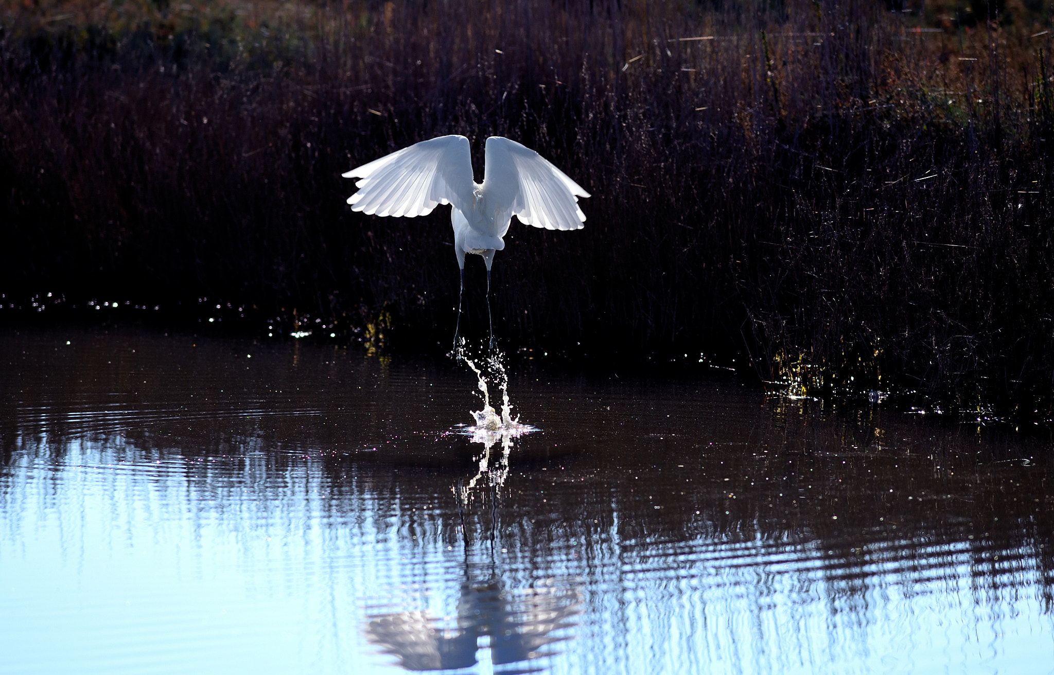 Nikon D750 sample photo. ..... e volar via photography