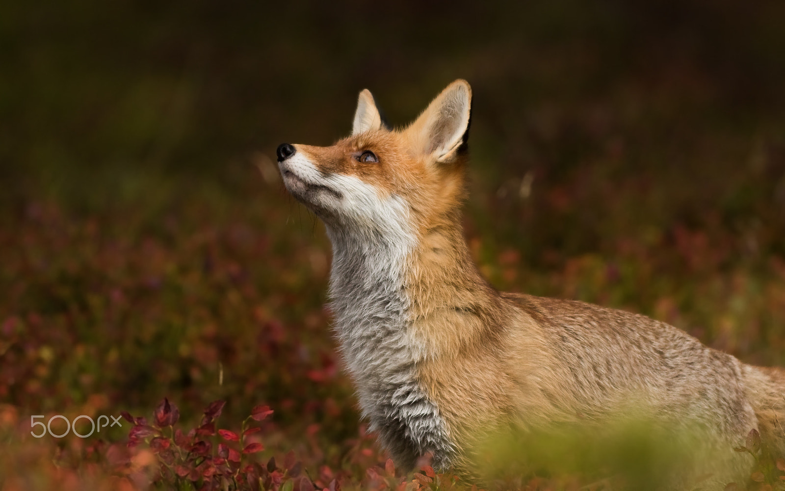 Canon EOS 760D (EOS Rebel T6s / EOS 8000D) + Canon EF 400mm F5.6L USM sample photo. Liška obecná-v lidské péči photography