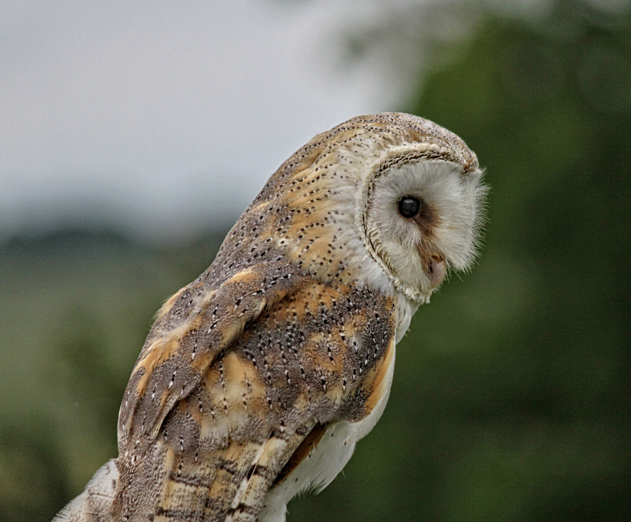Canon EF-S 55-250mm F4-5.6 IS sample photo. Rf 67 photography