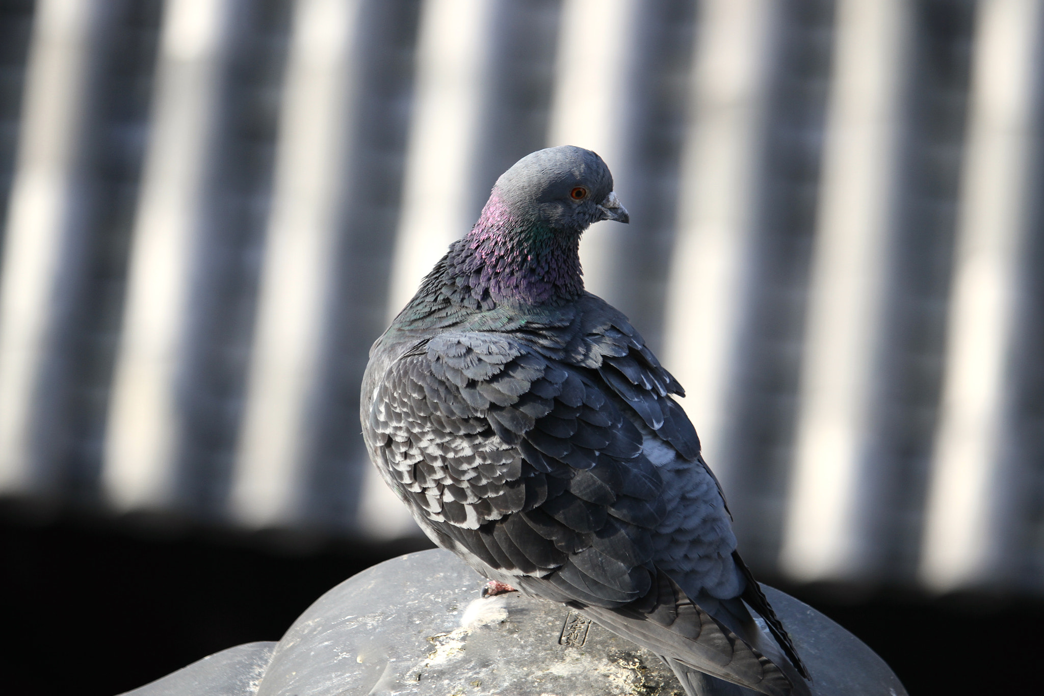 Canon EF-S 55-250mm F4-5.6 IS STM sample photo. Beauty in the ordinary photography