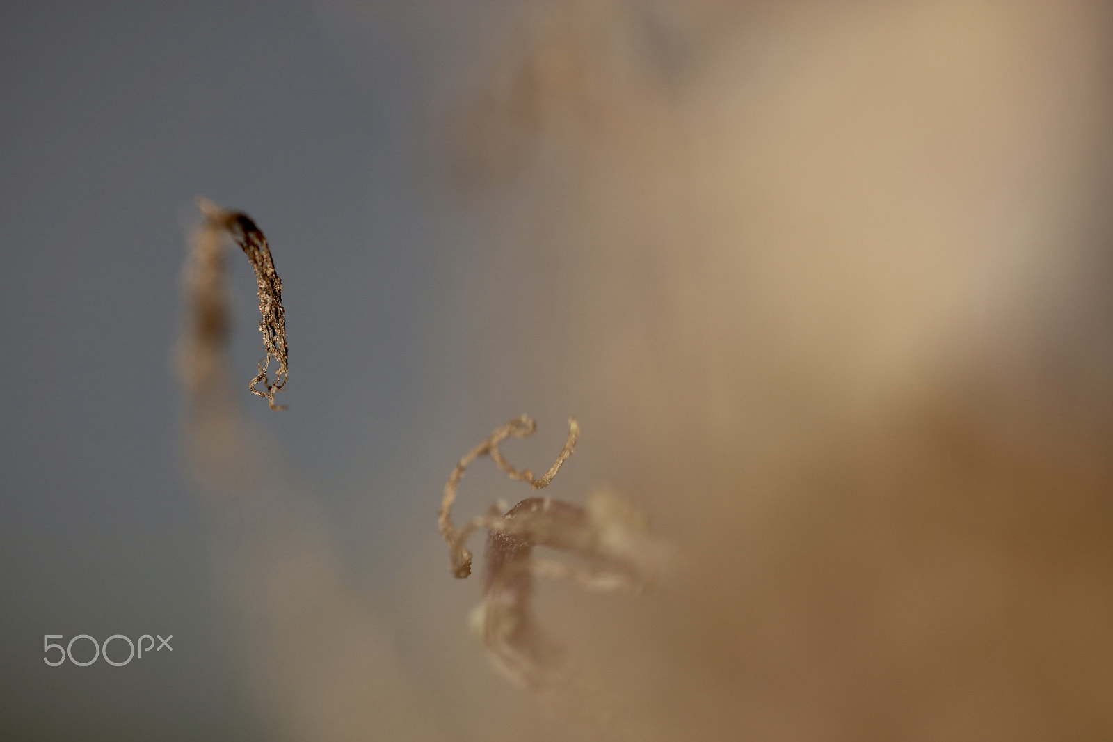 Canon MP-E 65mm F2.5 1-5x Macro Photo sample photo. Alien photography