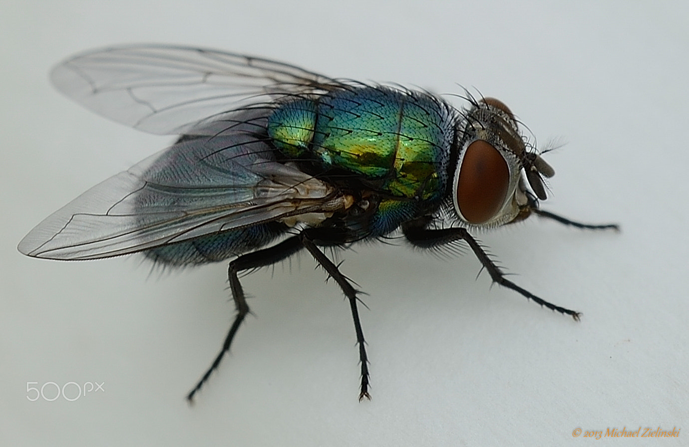 Sigma 150mm F2.8 EX DG OS Macro HSM sample photo. Goldfliege 2 photography