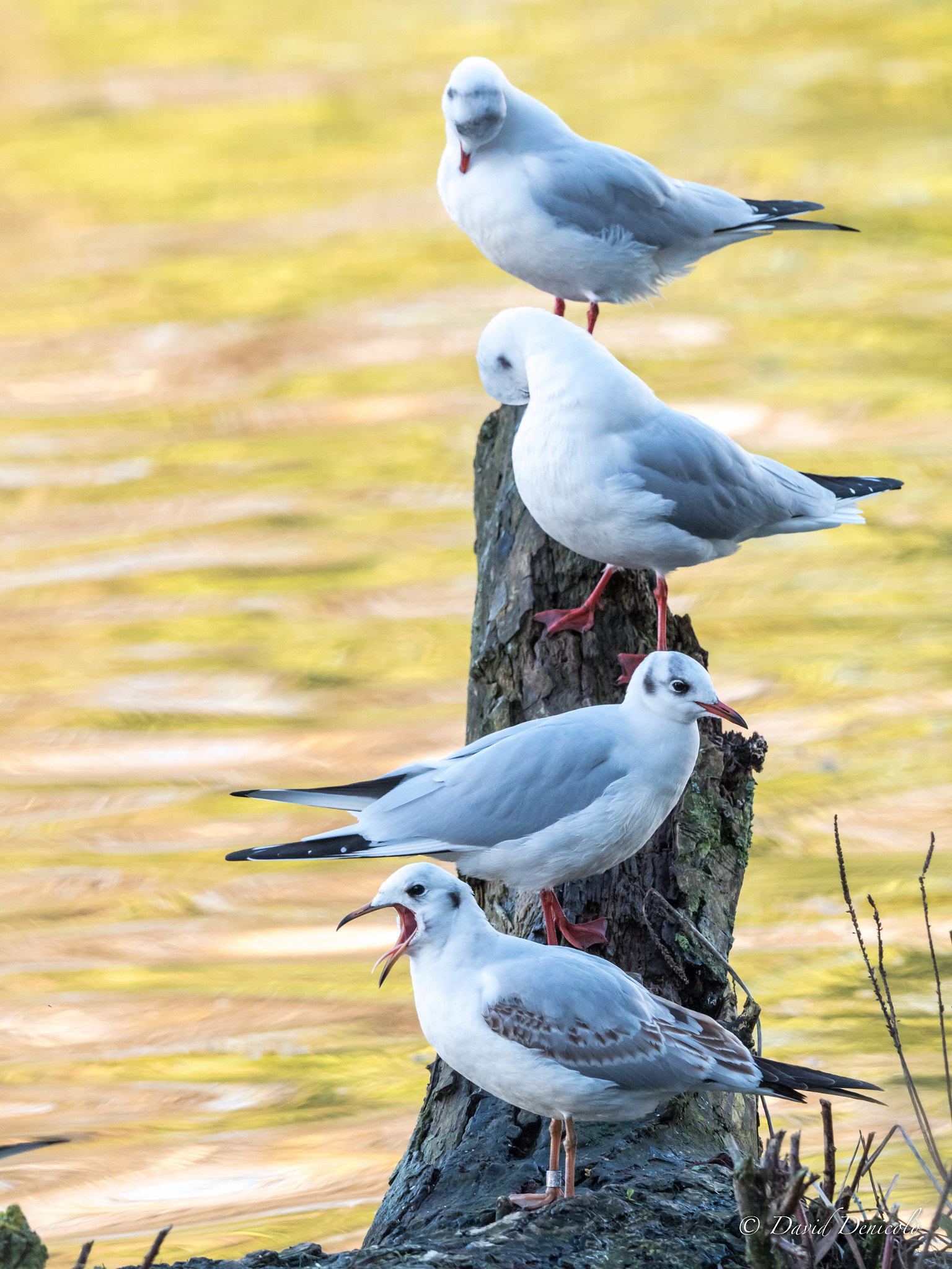 Olympus OM-D E-M5 II sample photo. Seagul totem photography