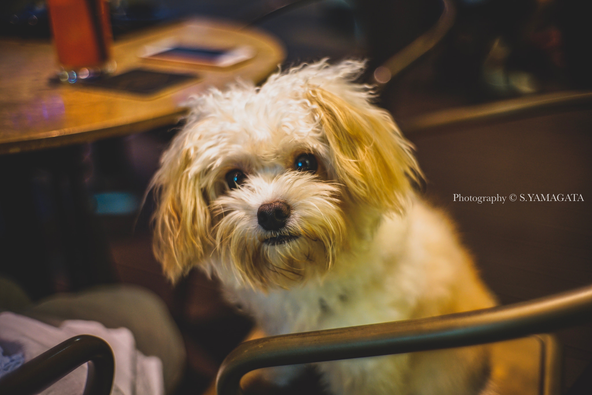 DT 40mm F2.8 SAM sample photo. Cute dog photography