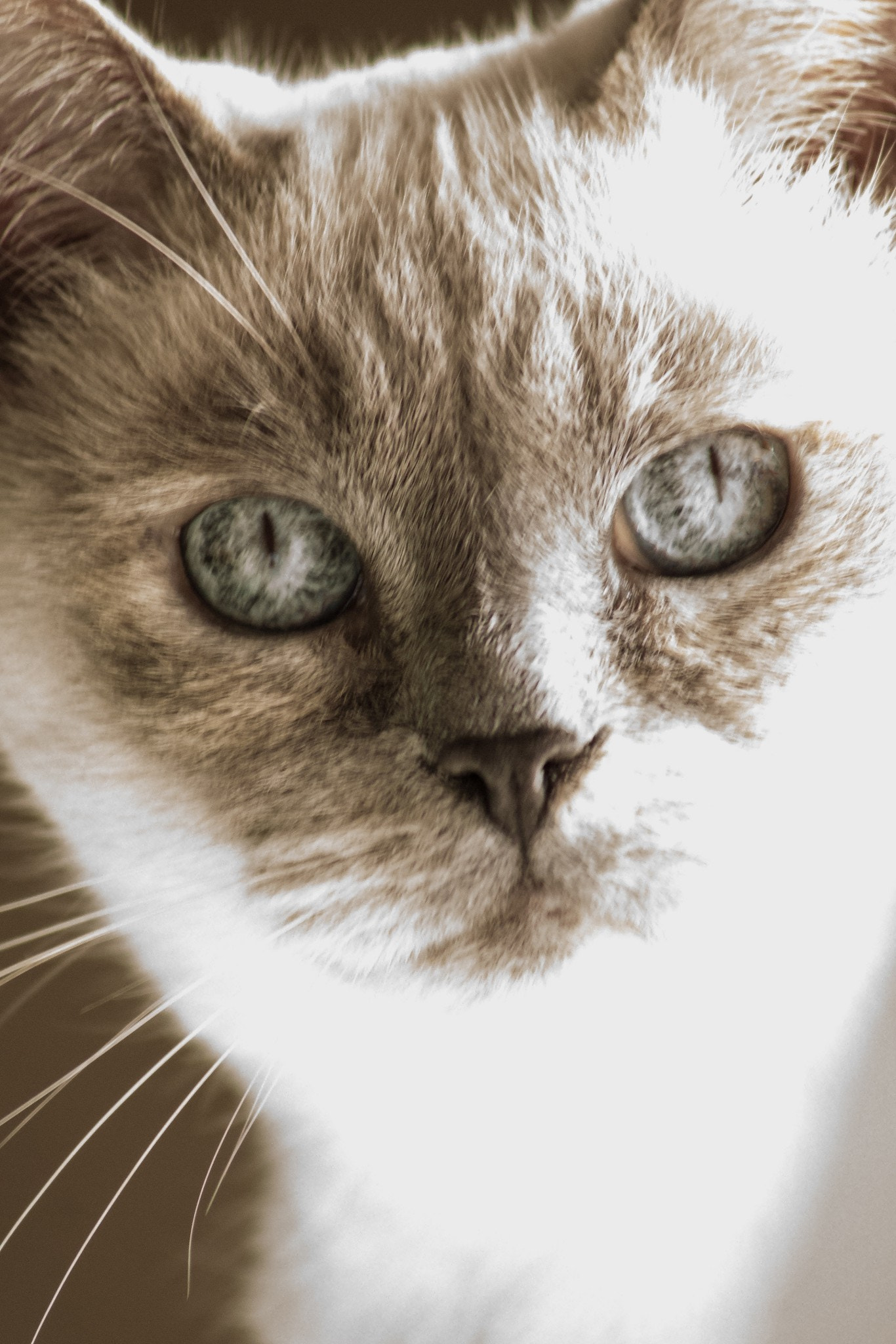 Sony 75-300mm F4.5-5.6 sample photo. Charlie photography