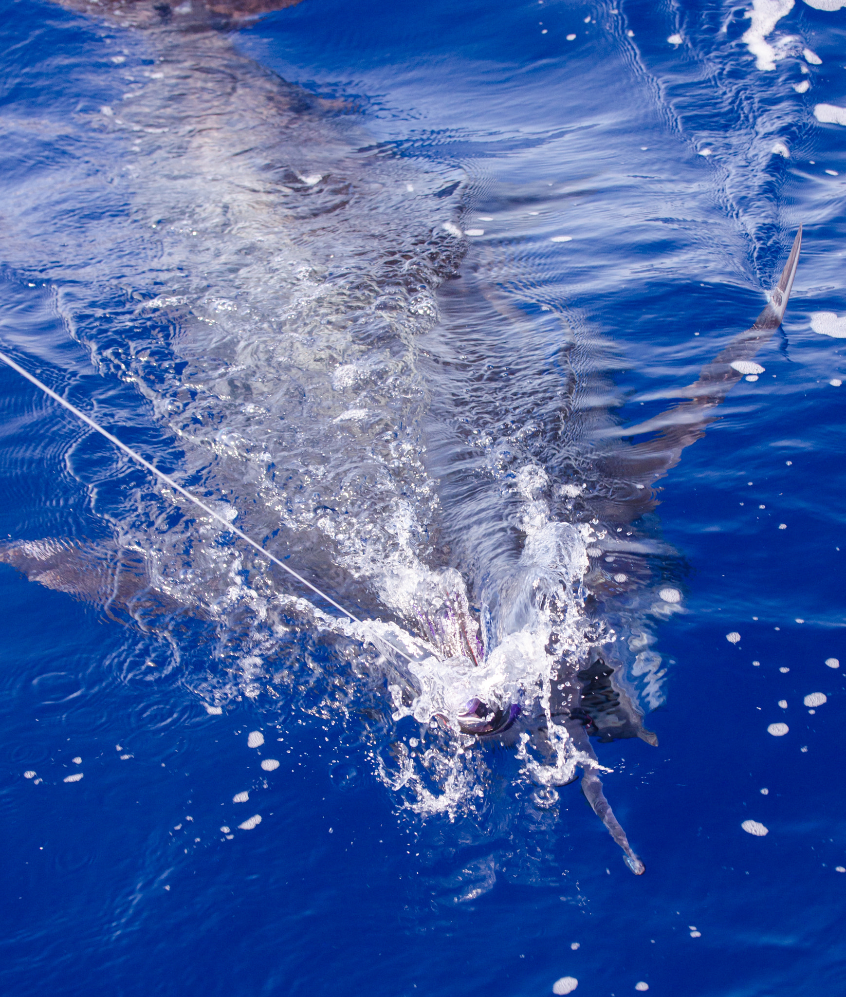 Nikon D7000 sample photo. Blue marlin, offshore fishing in the bahamas. had  ... photography
