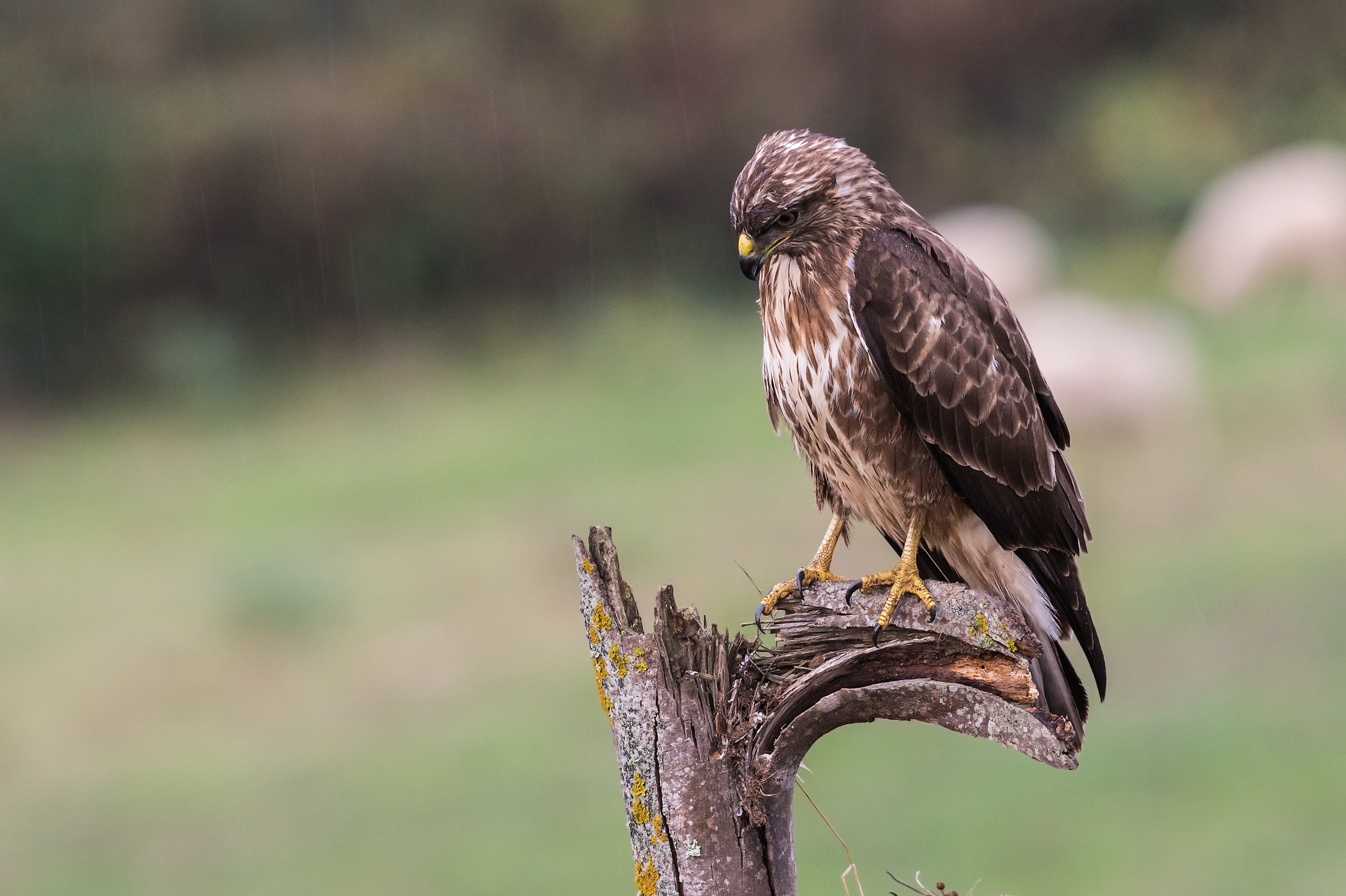 Sony ILCA-77M2 sample photo. Common buzzard photography