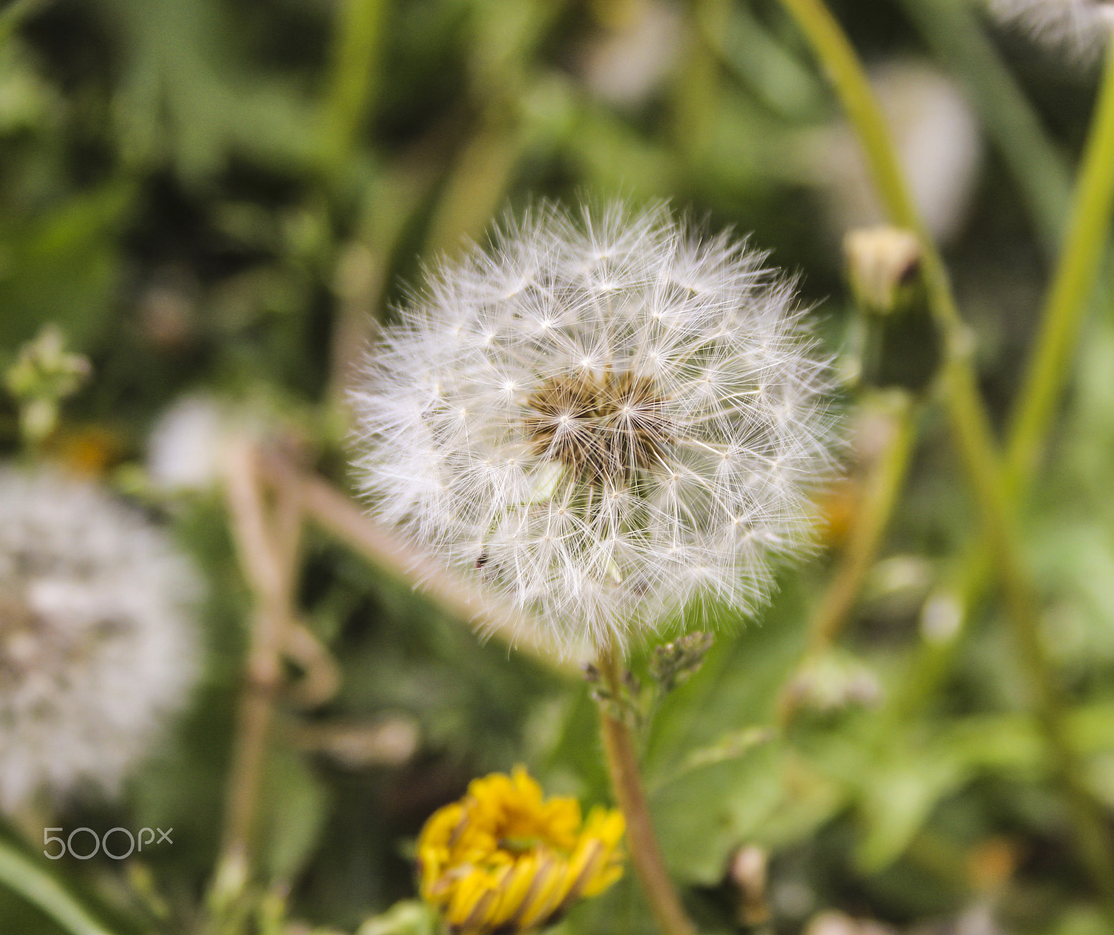 Canon EF-S 18-55mm F3.5-5.6 II sample photo. Flower photography