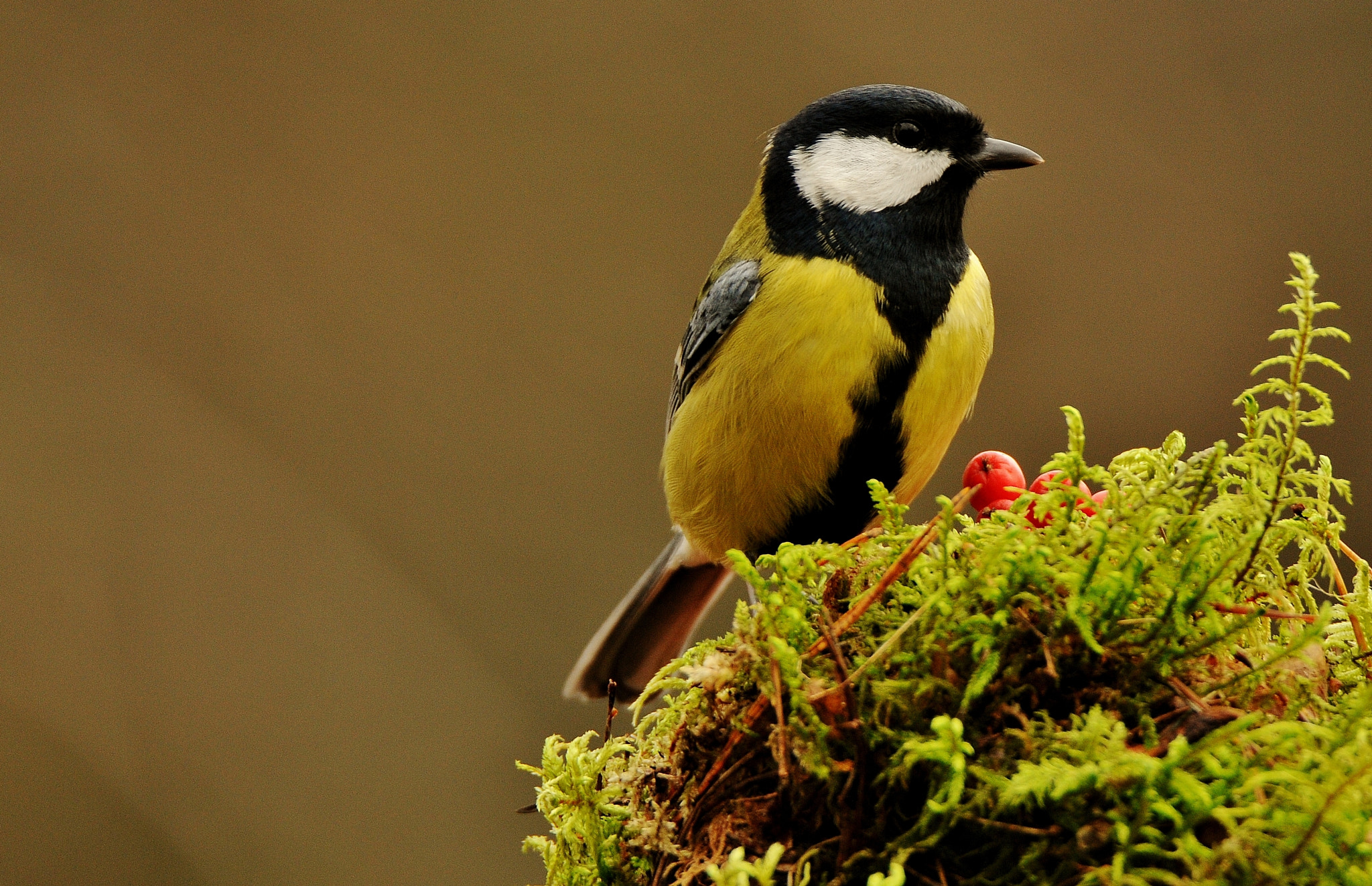 Nikon D300 sample photo. Didžioji zylė (lot. parus major, angl. great tit, vok. kohlmeise) photography