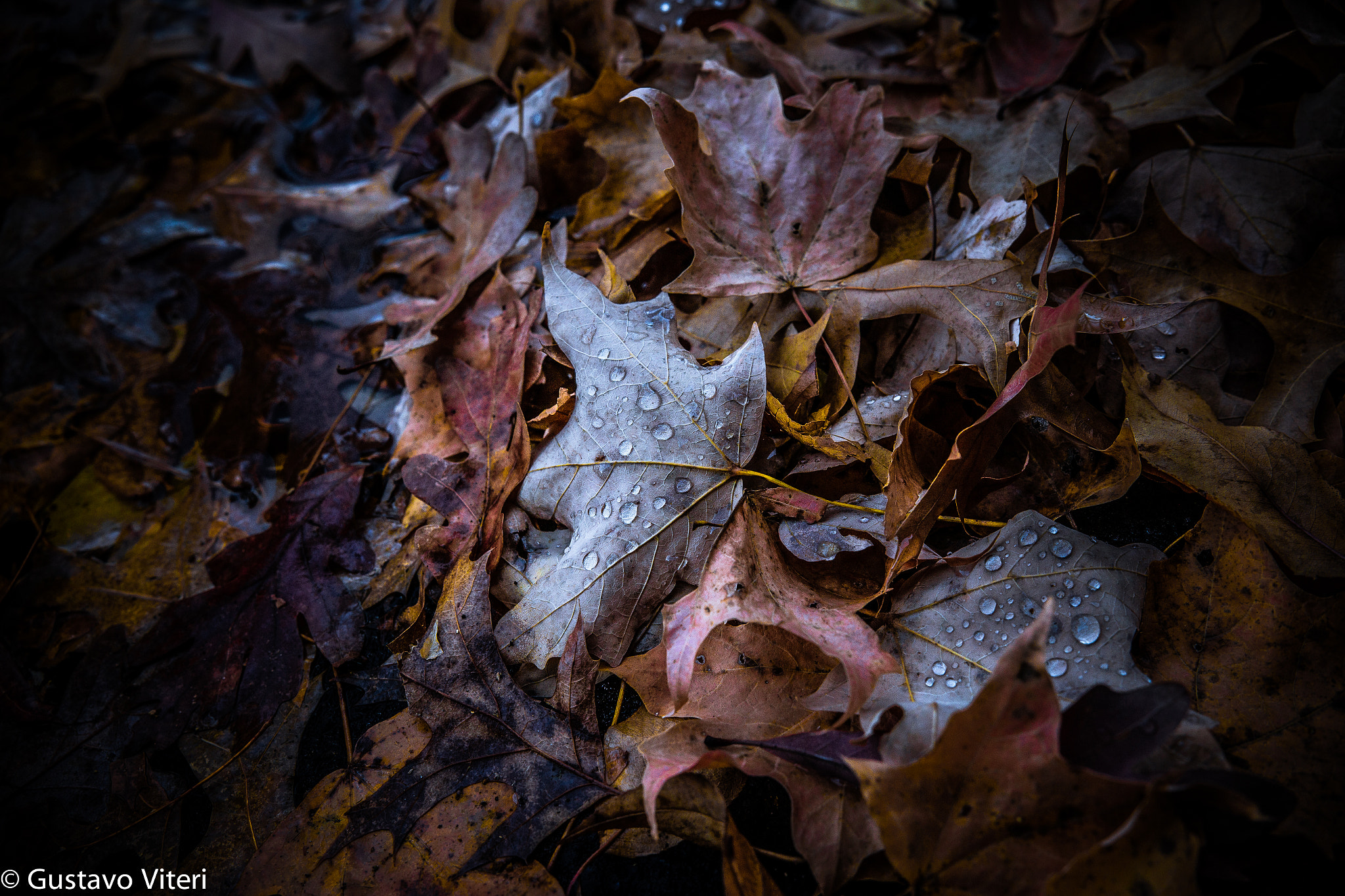 Sigma 18-35mm f/1.8 DC HSM sample photo. Img photography