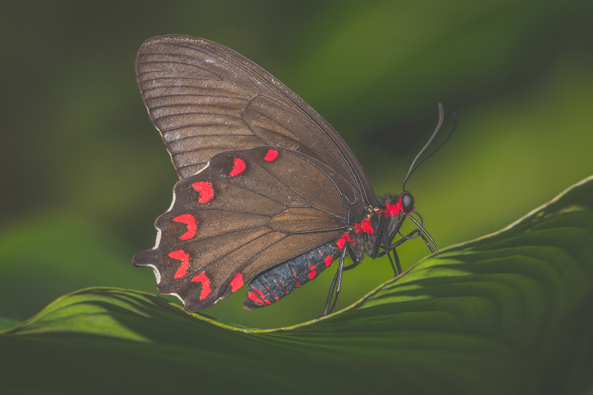 Sigma APO Macro 150mm f/2.8 EX DG HSM sample photo. Butterfly photography
