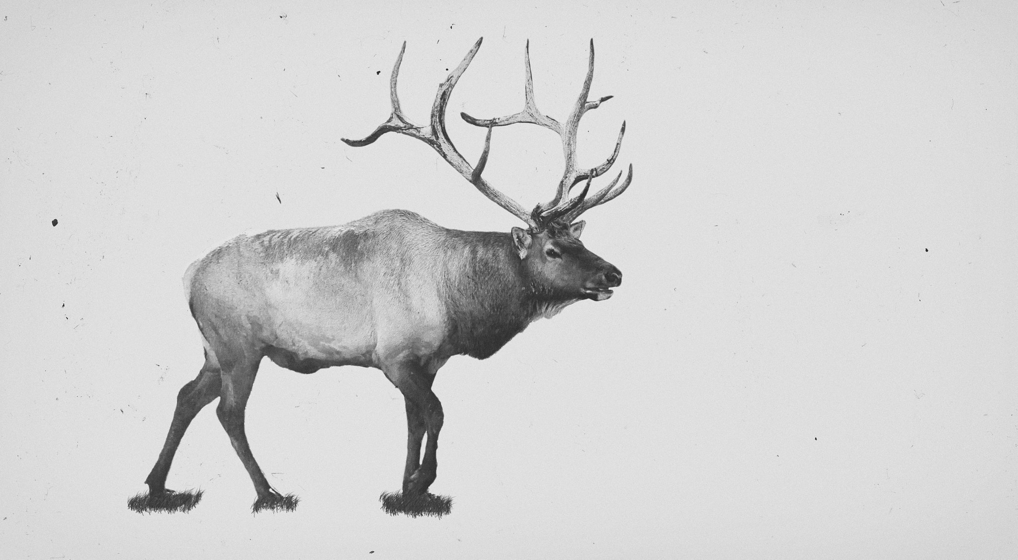 Canon EF 100mm F2.8L Macro IS USM sample photo. Elk photography