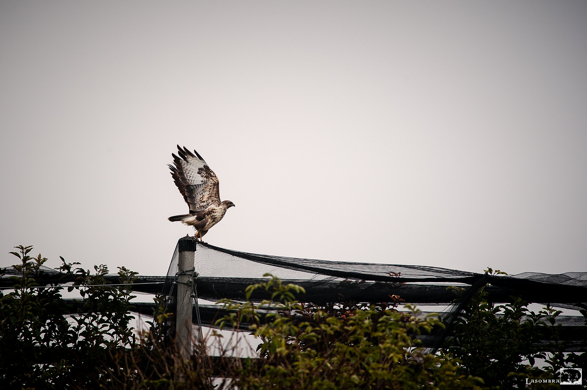 Nikon AF-S Nikkor 300mm F2.8G ED VR II sample photo. Buzzard photography